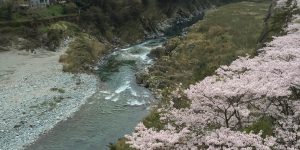 温泉からの山桜